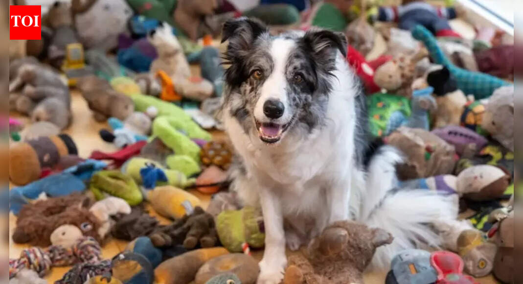 Meet Harvey: Britain’s brightest dog who recognises 221 toys and can fetch each one by name