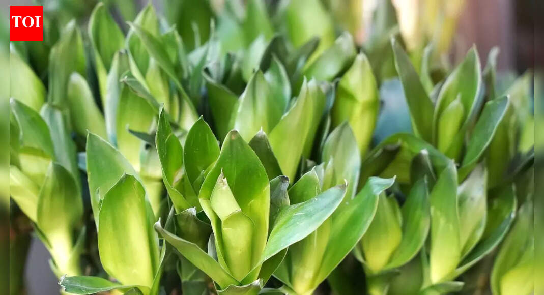 8 plants that bring calm, luck, and positive energy to your home