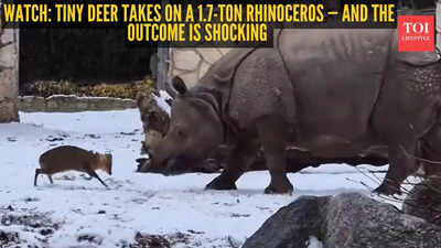 Watch: Shocking moment as a tiny deer takes on a 1.7-ton rhinoceros — you’ll never guess who wins