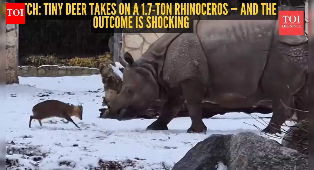 Watch: Shocking moment as a tiny deer takes on a 1.7-ton rhinoceros — you’ll never guess who wins