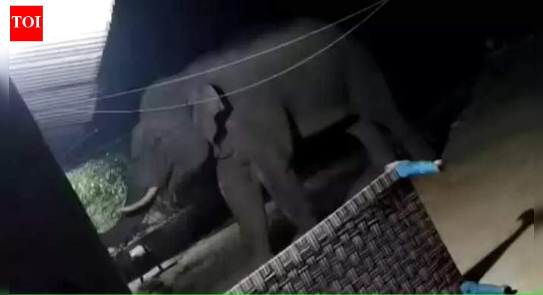 Dart guns, cranes fail as killer elephant in West Singhbhum slips past 300 foresters, enters Odisha