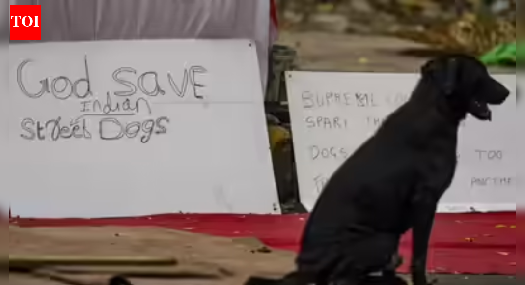 Reality different, says Supreme Court as activists argue for stray dogs