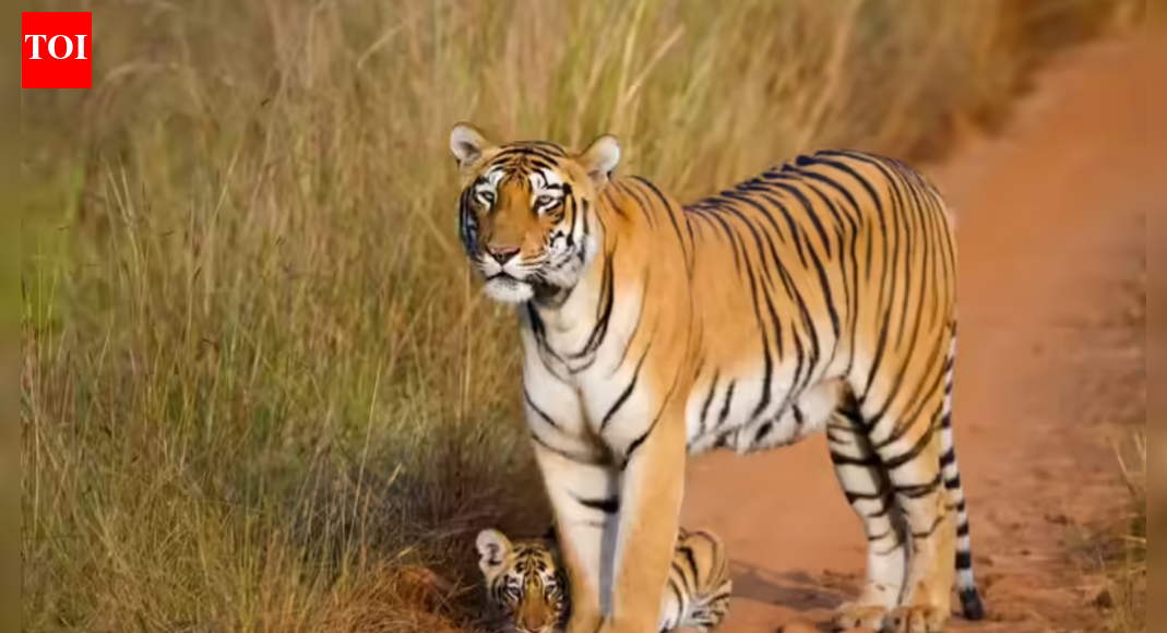 Tiger found dead inside well in MP's Bandhavgarh reserve