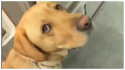 வழிகாட்டி நாய் பார்வையற்ற பெண்ணை விமானத்தில் தனது இருக்கைக்கு அழைத்துச் செல்கிறது, இணையத்தை உருக வைக்கிறது; 'அமைதியான அன்பின் செயல்...'