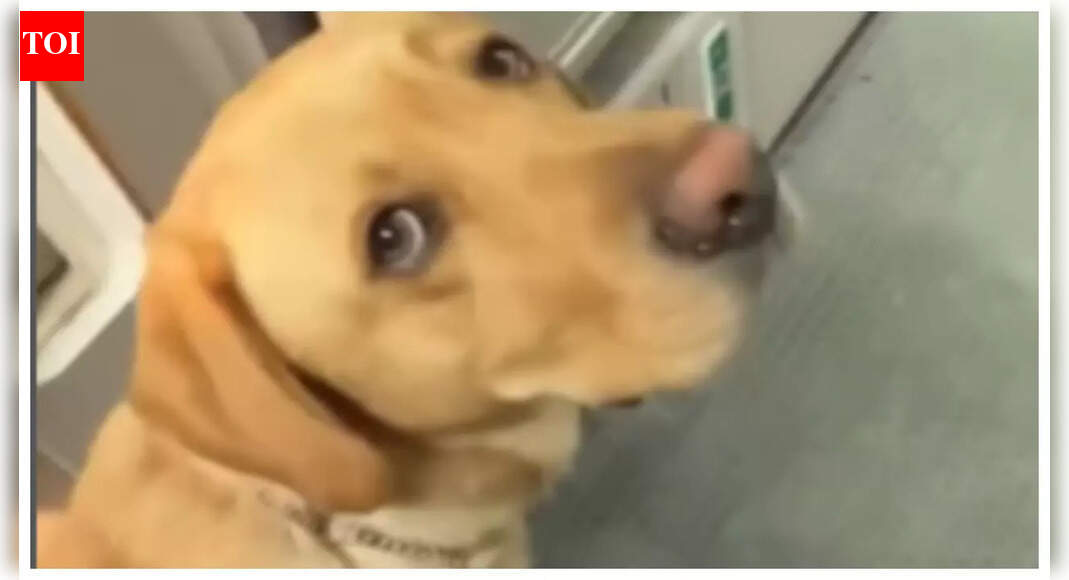 Guide dog escorts blind woman to her seat in an aircraft, leaves internet melting; 'a quiet act of love...'