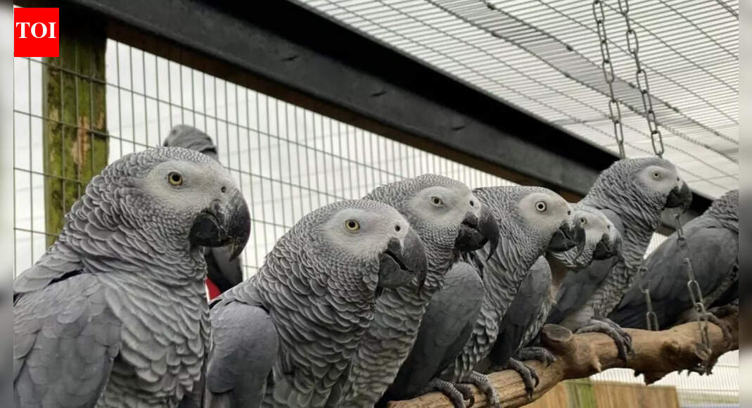 Savage classroom behaviour: Zoo separates five parrots after they laugh together at visitors