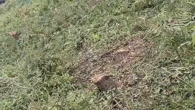 FIR lodged over felling of trees