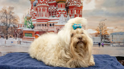 Dogs build their vocabularies like toddlers