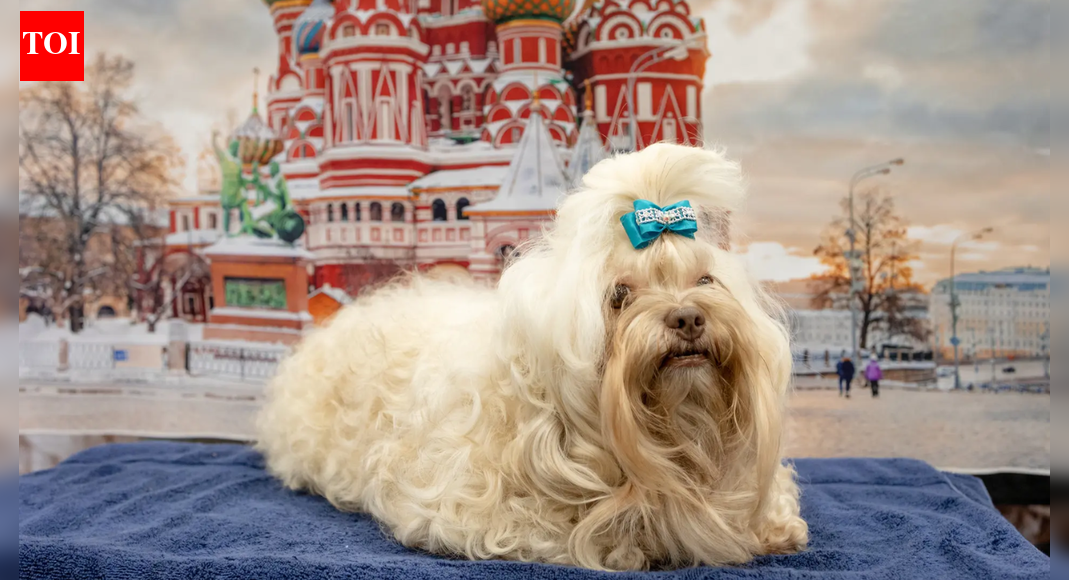 Dogs build their vocabularies like toddlers