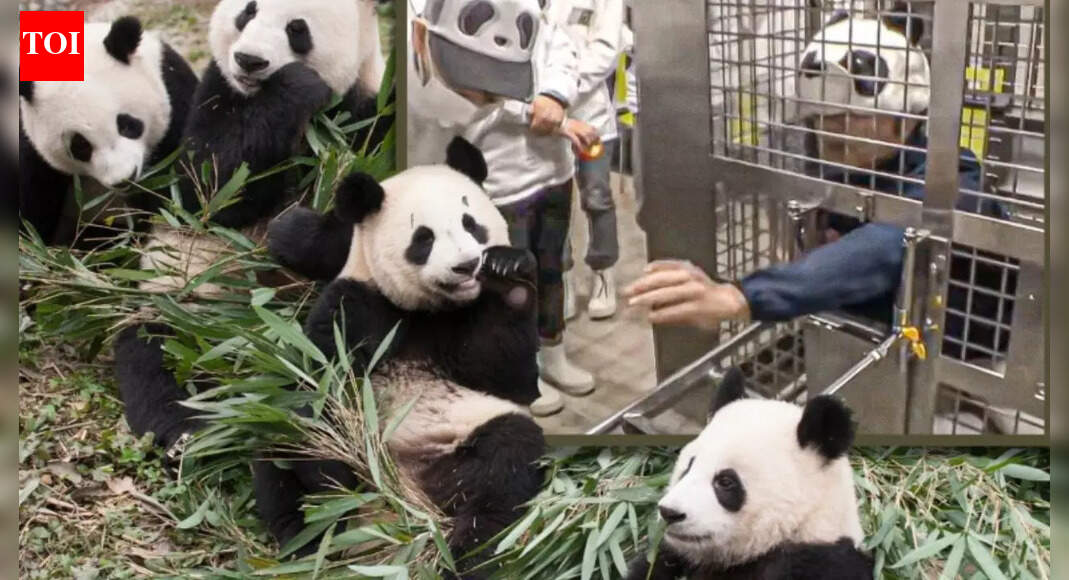 Japan’s Adventure World dresses humans as pandas after the last giant pandas return to China; visitors can’t stop talking about it