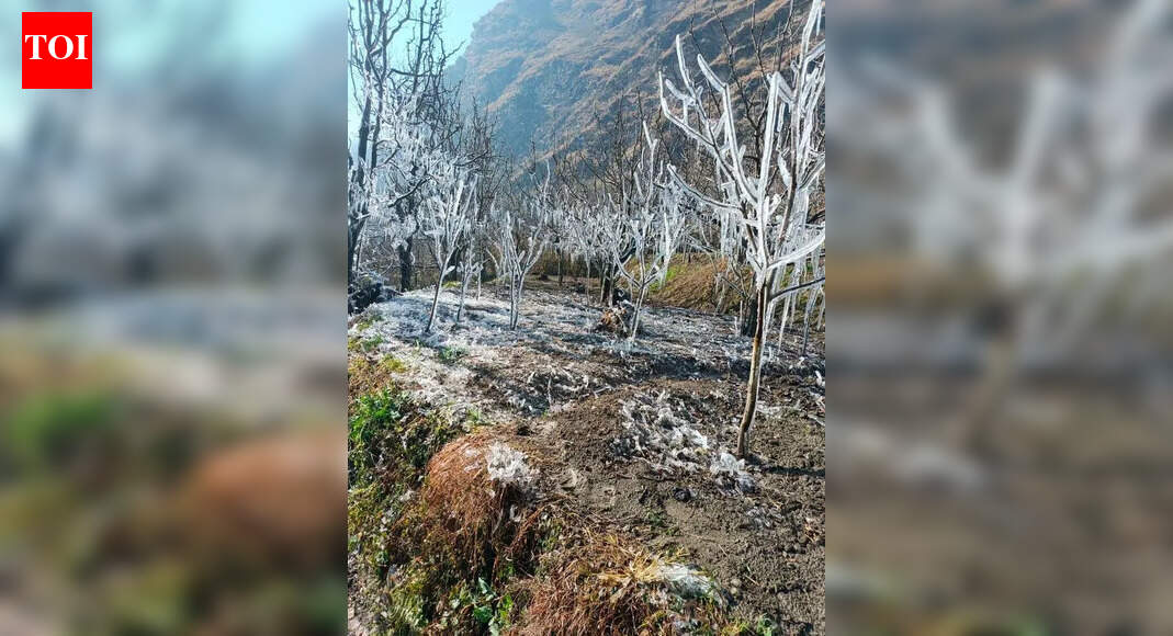 Winter without snow puts Himachal’s apple harvest in jeopardy