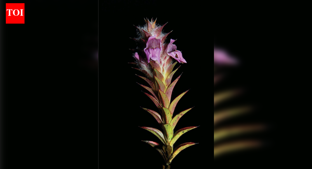 Endangered herb lepidagathis clavata rediscovered after 166 years in Western Ghats