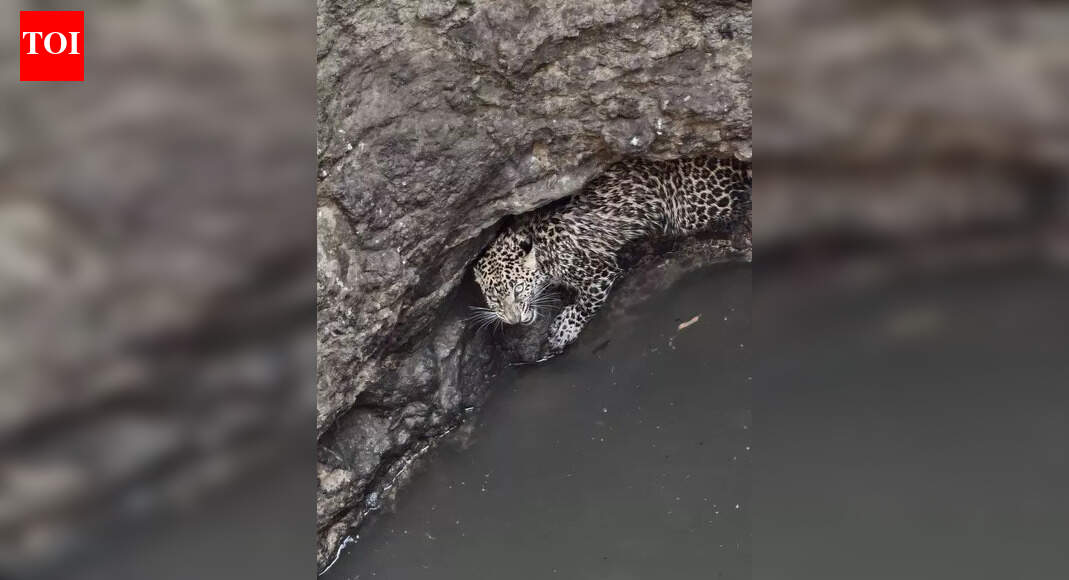 Leopard rescued from open well in Indore | Indore News - The Times of India