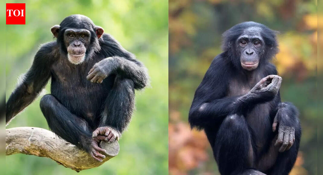 Chimpanzees vs bonobos: Understanding genetics, behaviour, and conservation of our closest ape relatives