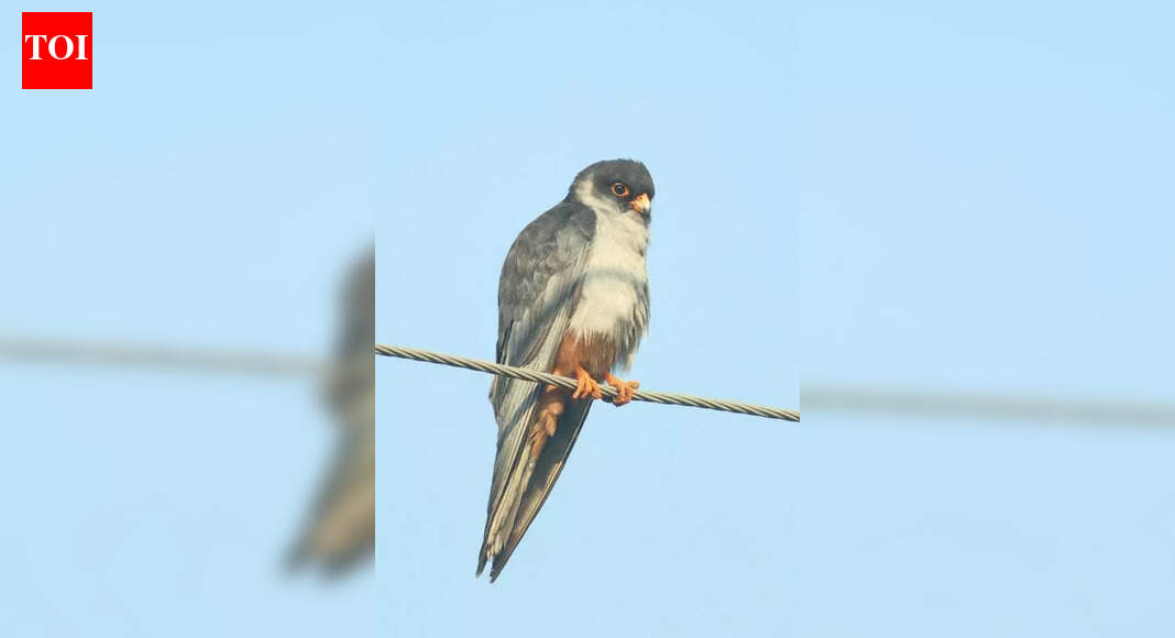 Amur falcons en route to Africa excite Goan birders