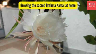 This rare Himalayan flower is said to bring good luck — can sacred Brahma Kamal be grown at home?
