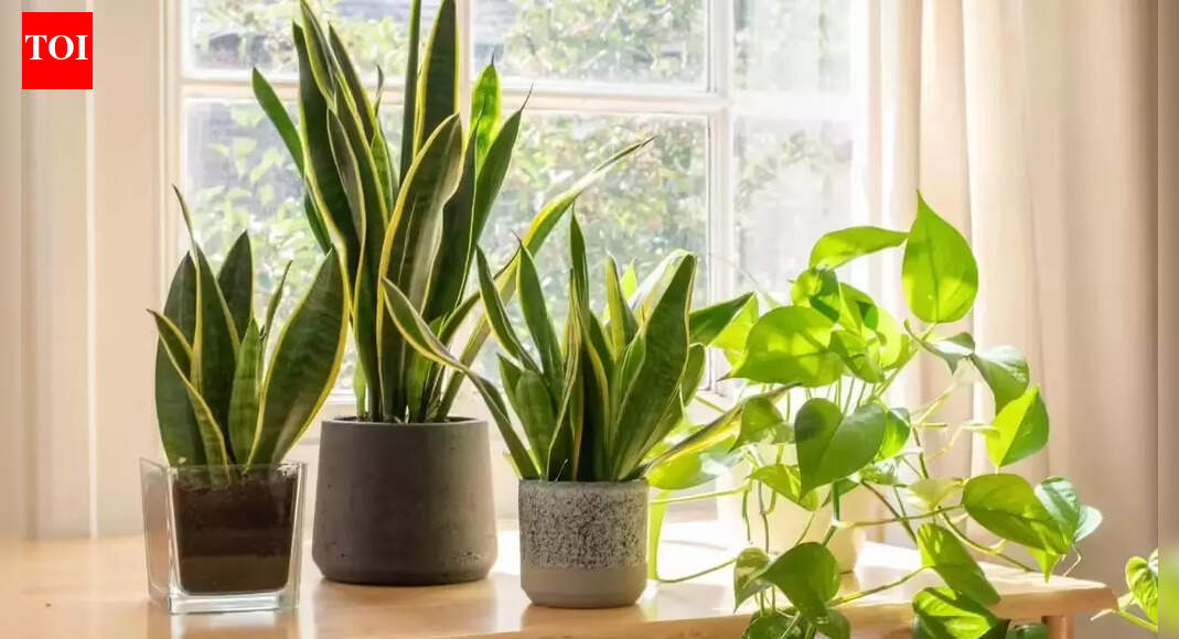 Snake plant benefits explained: Why this low-maintenance plant is so popular