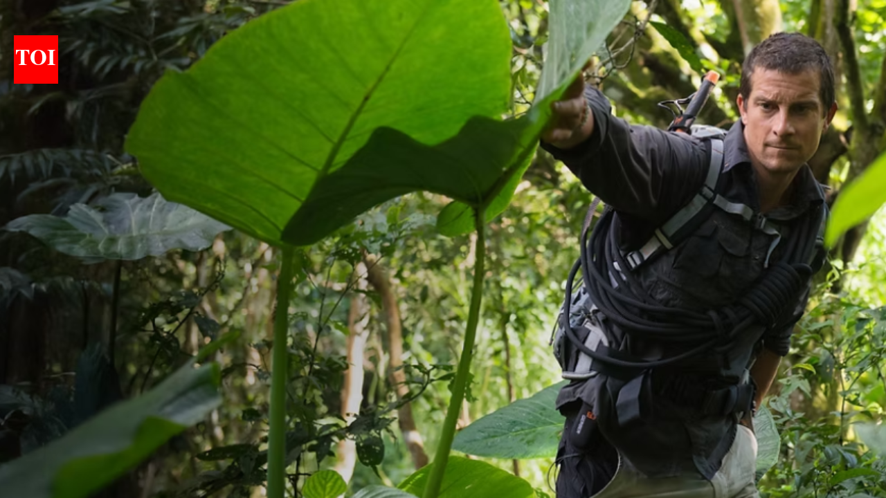 5 jungle survival tips Bear Grylls swears by, and how they apply beyond ...
