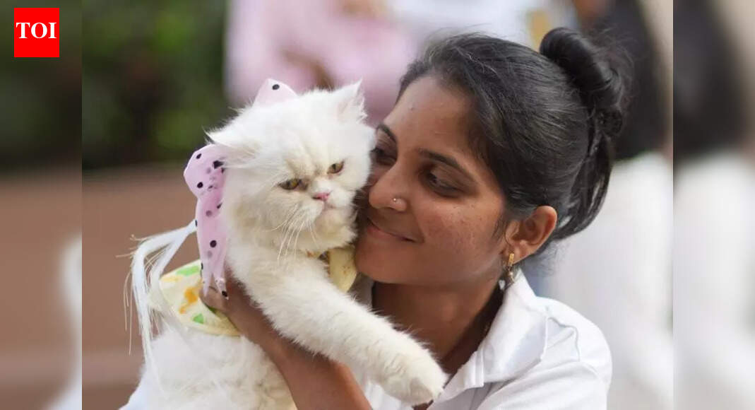 4,246 cats licensed; 5K fine for owners of chipless kitties: GCC | Chennai News