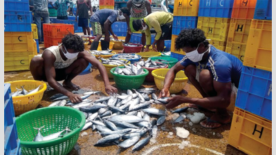Expert advises trial ban on sardine, mackerel fishing to sustain stocks