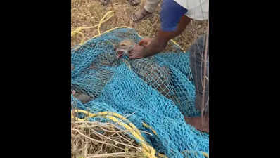 Two jackals trapped in well rescued in Telangana’s Medak