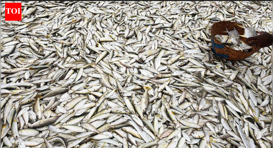 Govt to use AI and digital tech for fish disease management