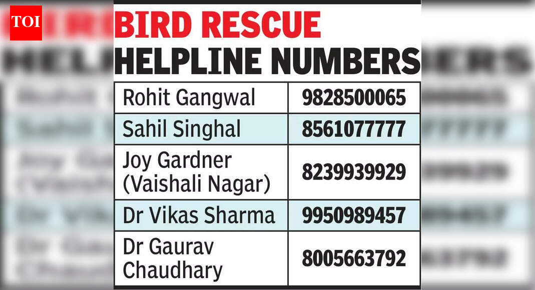 Surge in bird injuries due to manjha | Jaipur News - The Times of India