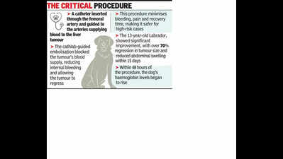 Minimally invasive procedure gives new life to 13-year-old pet dog with advanced liver & spleen tumours