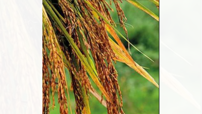 To save groundwater, Uttarkhand 'food bowl' to ban summer paddy crop