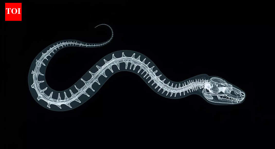 Scientists found that this snake is right-handed, and the reason is even stranger