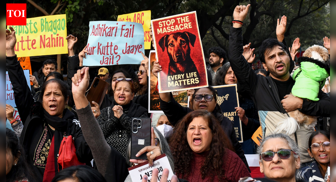 'Take them to your house': SC questions those feeding stray dogs; compensation warning for states