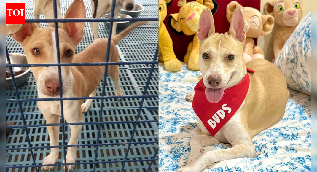 Dog 'nearly put down' was saved by a man; 5 years later, this is how he looks