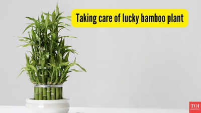 If your ‘lucky’ bamboo keeps dying, you’re probably making these mistakes!