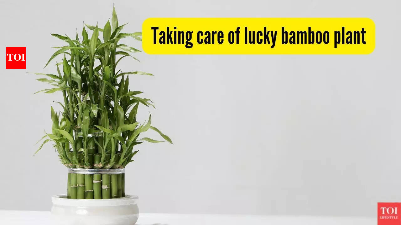 Lucky Bamboo Care: If your 'lucky' bamboo keeps dying, you're probably  making these mistakes! | - The Times of India