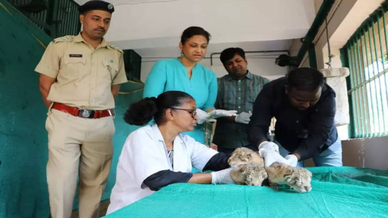 संजय गांधी राष्ट्रीय उद्यान में तीन शावकों का जन्म