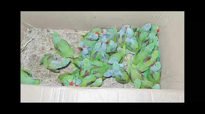 Jamshedpur Forest Officials Eye Kolkata Kingpin in Wildlife Smuggling Bust