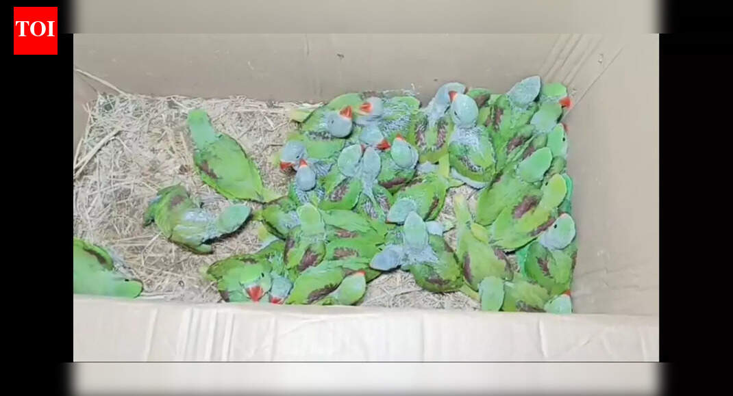 Jamshedpur Forest Officials Eye Kolkata Kingpin in Wildlife Smuggling Bust