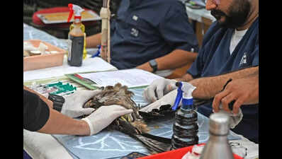 Skies turn deadly in Ahmedabad, kite strings injure 736 birds in nine ...