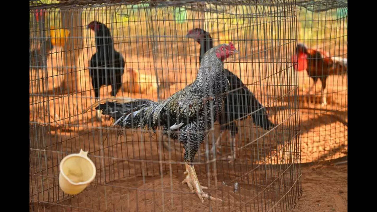 Rooster breeders race to meet Sankranti demand in AP