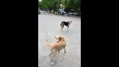 Delhi’s efforts to manage stray dogs see fluctuations