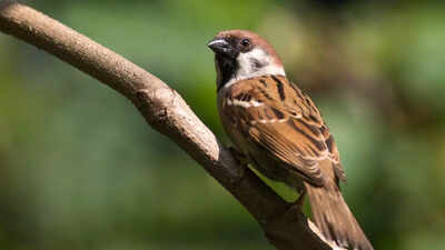 What house sparrows can teach us about evolution, survival, and a changing planet