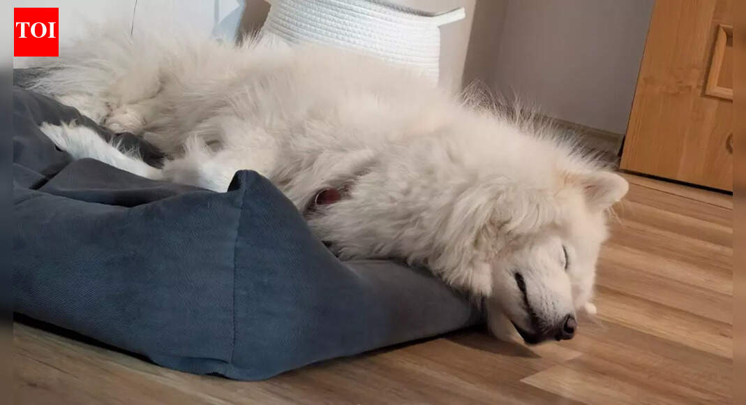 Why dogs prefer sleeping near doors instead of their beds and what it reveals about their instincts