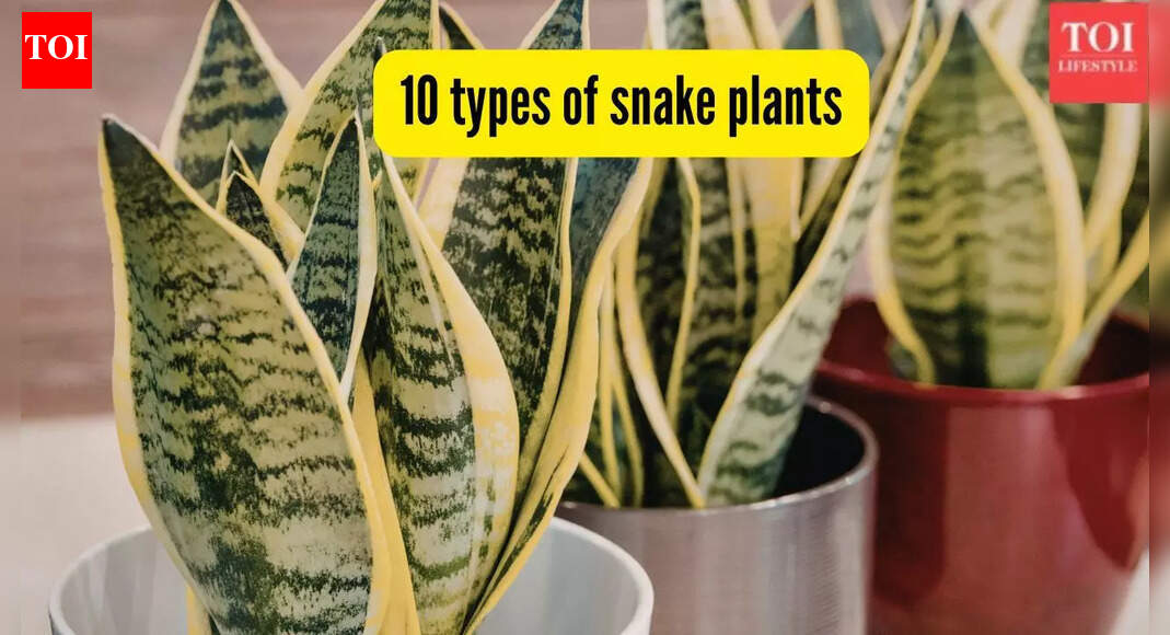 10 types of snake plants you can easily grow at home: tips and more
