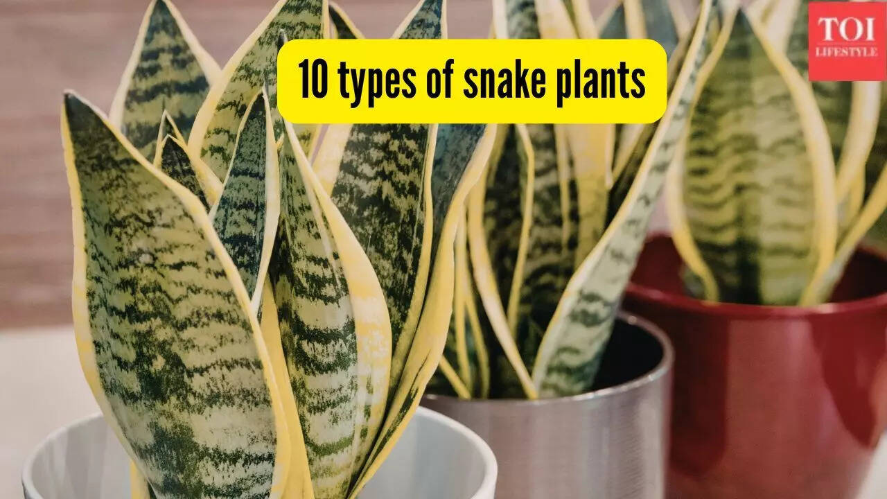 10 types of snake plants you can easily grow at home: tips and more | - The  Times of India