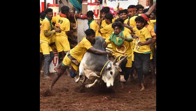 Plea to allow village panel to conduct jallikattu rejected