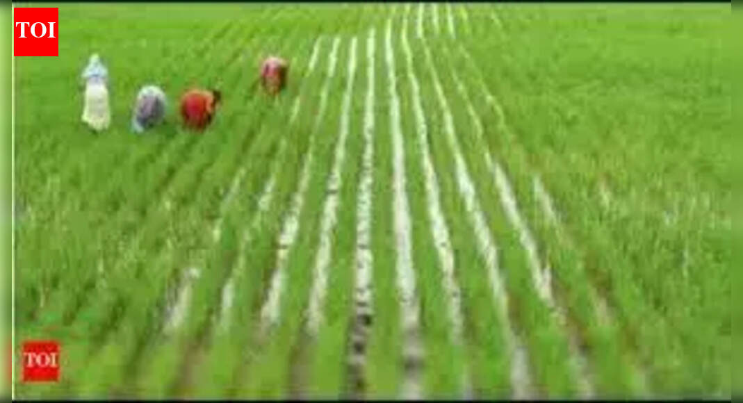 Heavy rain in 2025 hit 4,136 farmers, legislators told