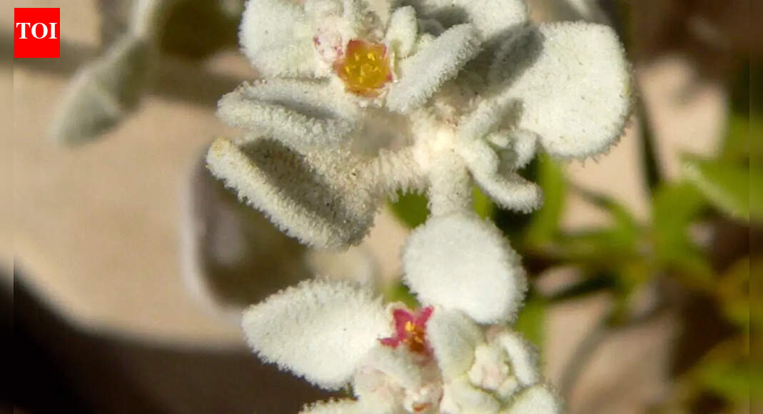 Discover Honeysweet plant: World’s most heat-tolerant plant that thrives in extreme desert heat