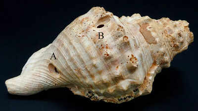  Scientists revive prehistoric shells used for long-distance communication