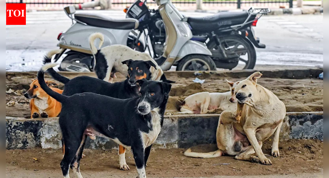 Will hold feeders liable, fix heavy compensation for dog bites, warns SC