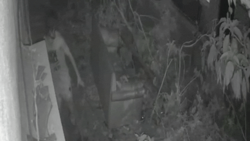 Bengaluru horror: Restaurant security guard smashes puppy to death